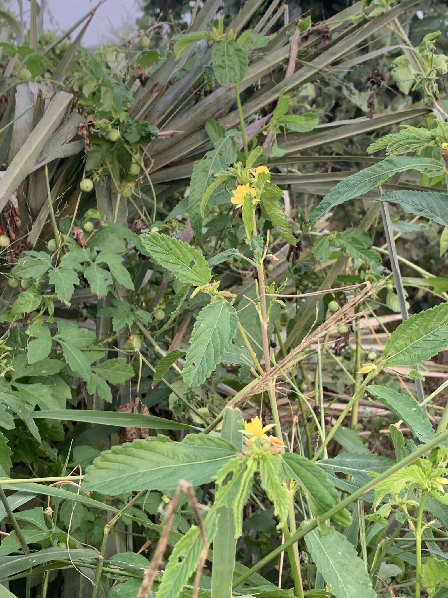 Image of threelocule corchorus