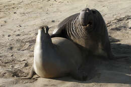 Image of Northern Elephant Seal