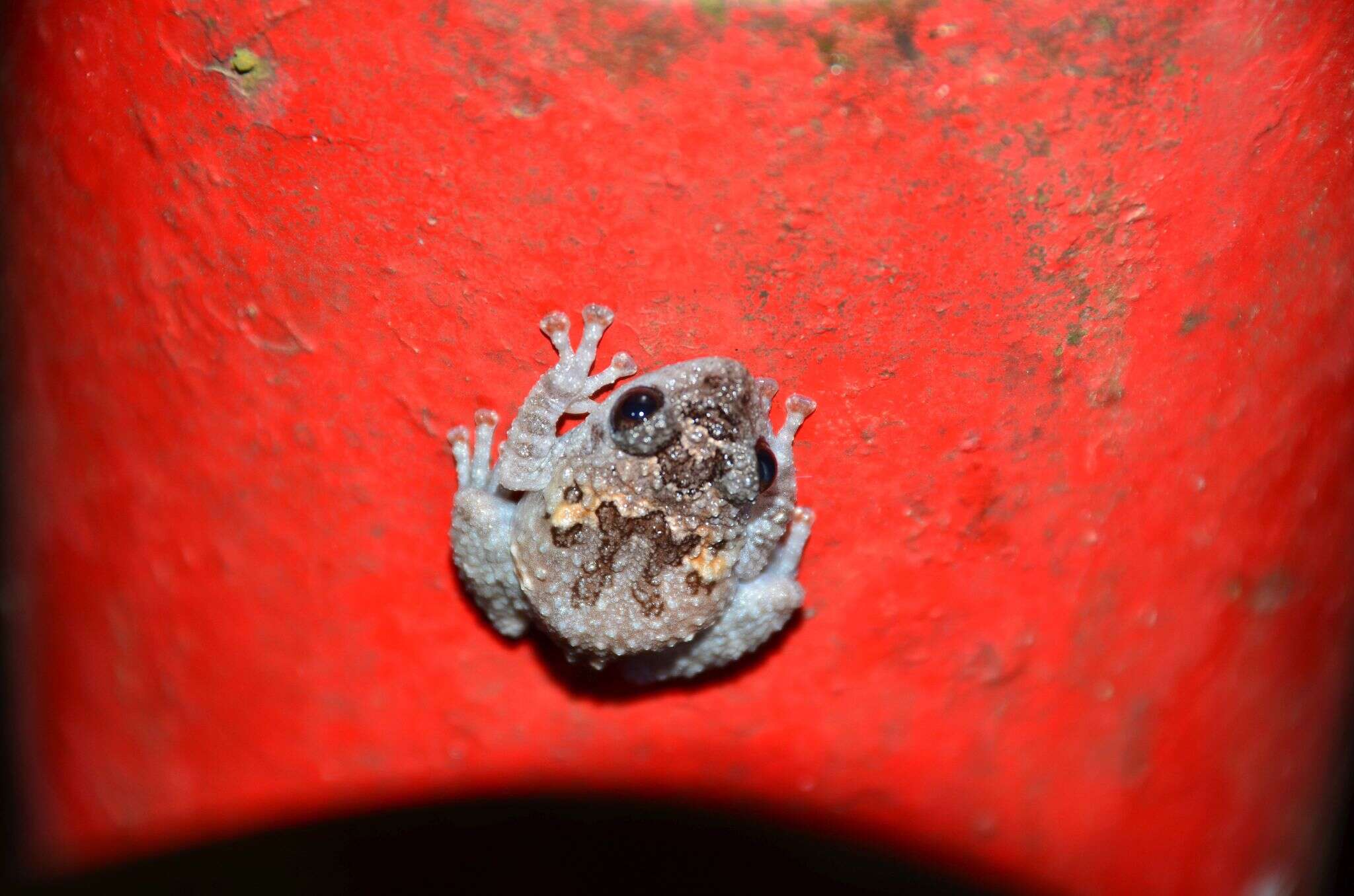 Image of Theloderma vietnamense Poyarkov, Orlov, Moiseeva, Pawangkhanant, Ruangsuwan, Vassilieva, Galoyan & Nguyen et al. 2015