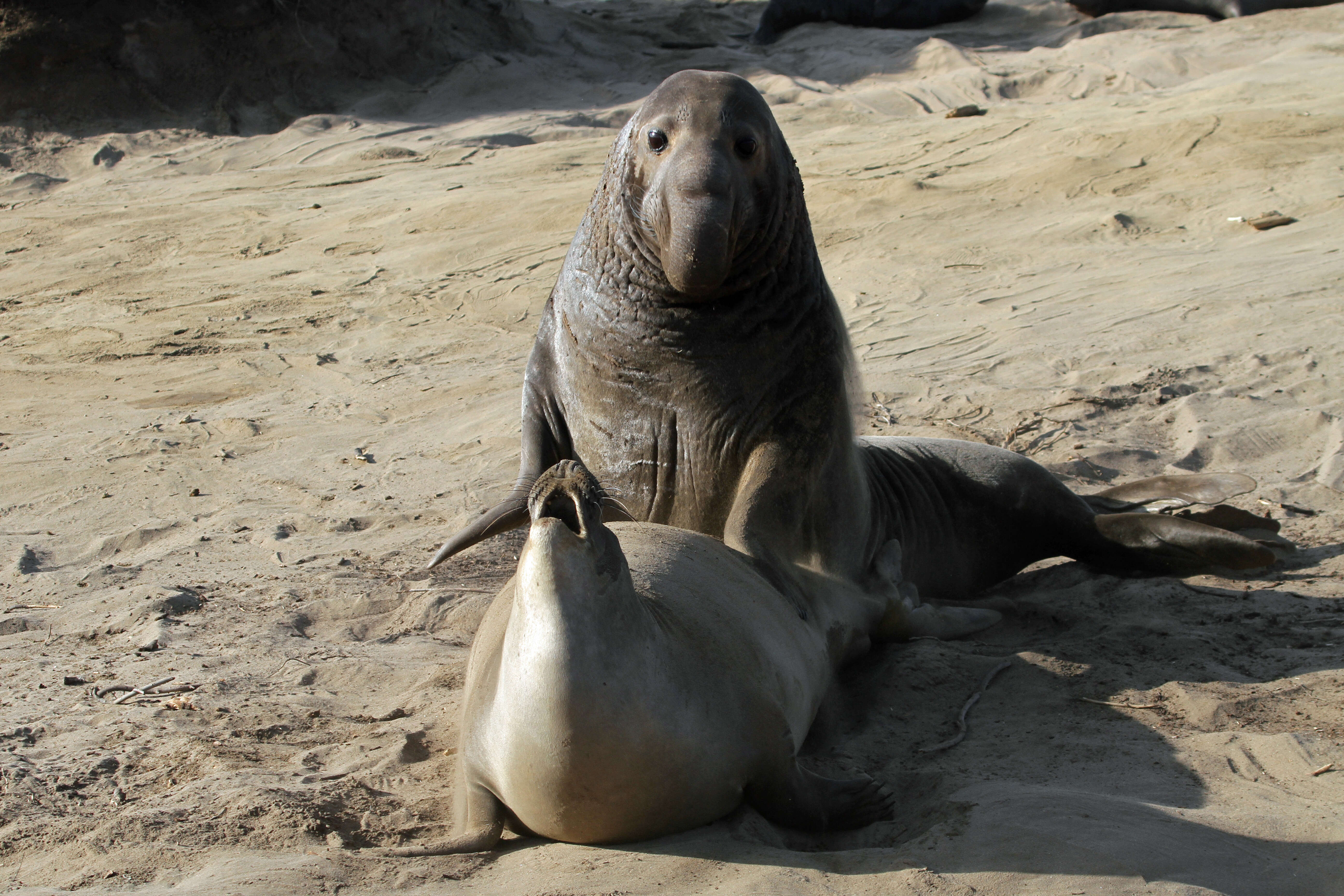 Image of Northern Elephant Seal