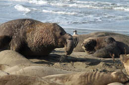 Image of Northern Elephant Seal