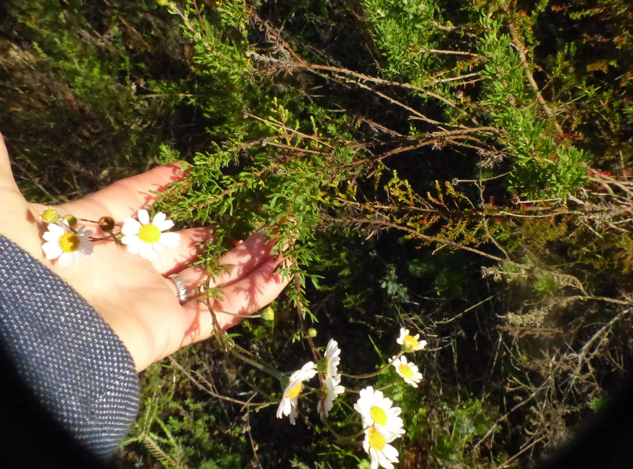 Image of Lidbeckia pinnata J. C. Manning & Helme