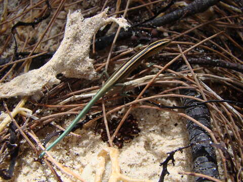 Image of Copper-tailed Skink