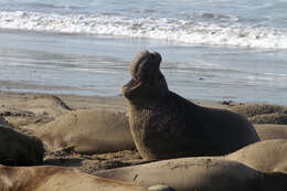 Image of Northern Elephant Seal