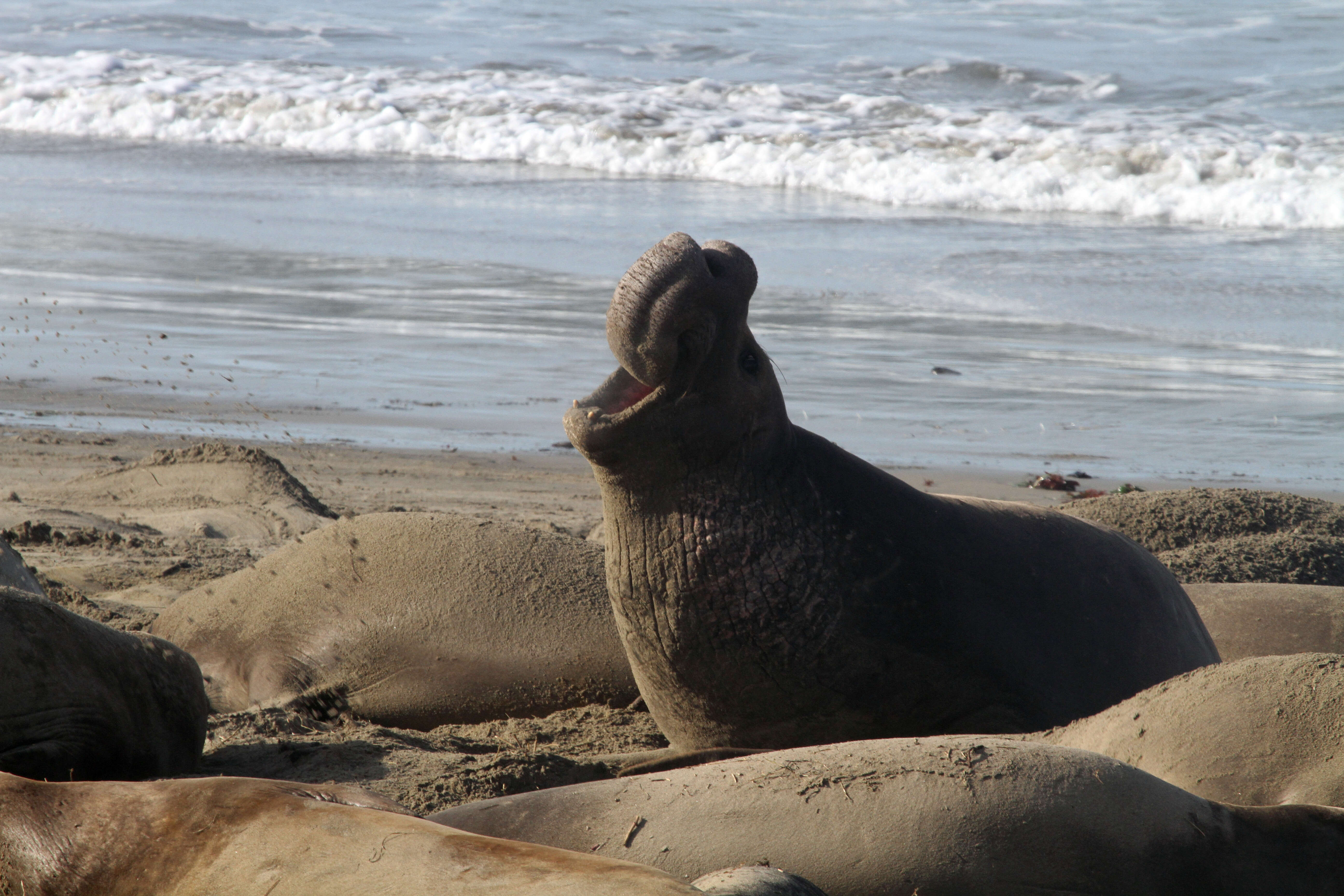 Image of Northern Elephant Seal