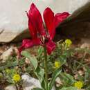 Image de Tulipa armena Boiss.