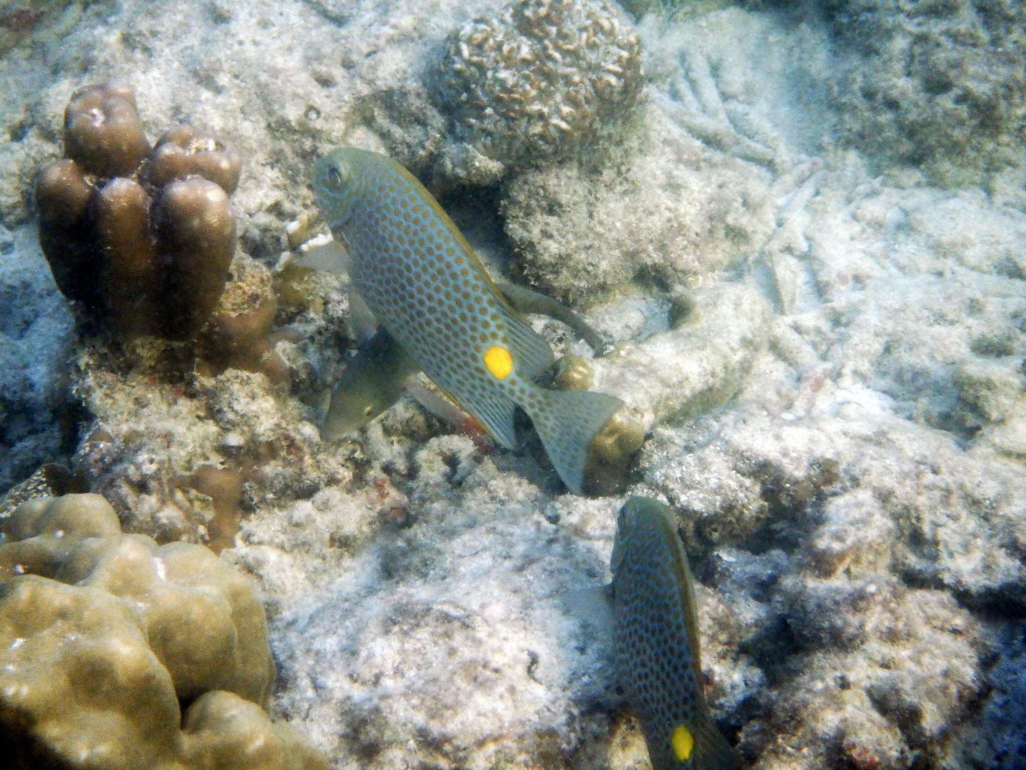 Image of Golden rabbitfish