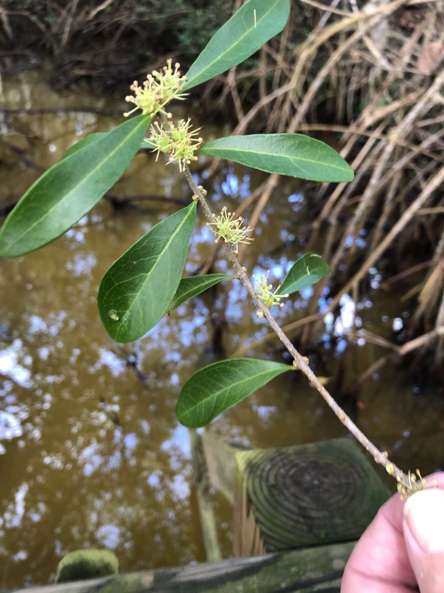 Image of Florida swampprivet