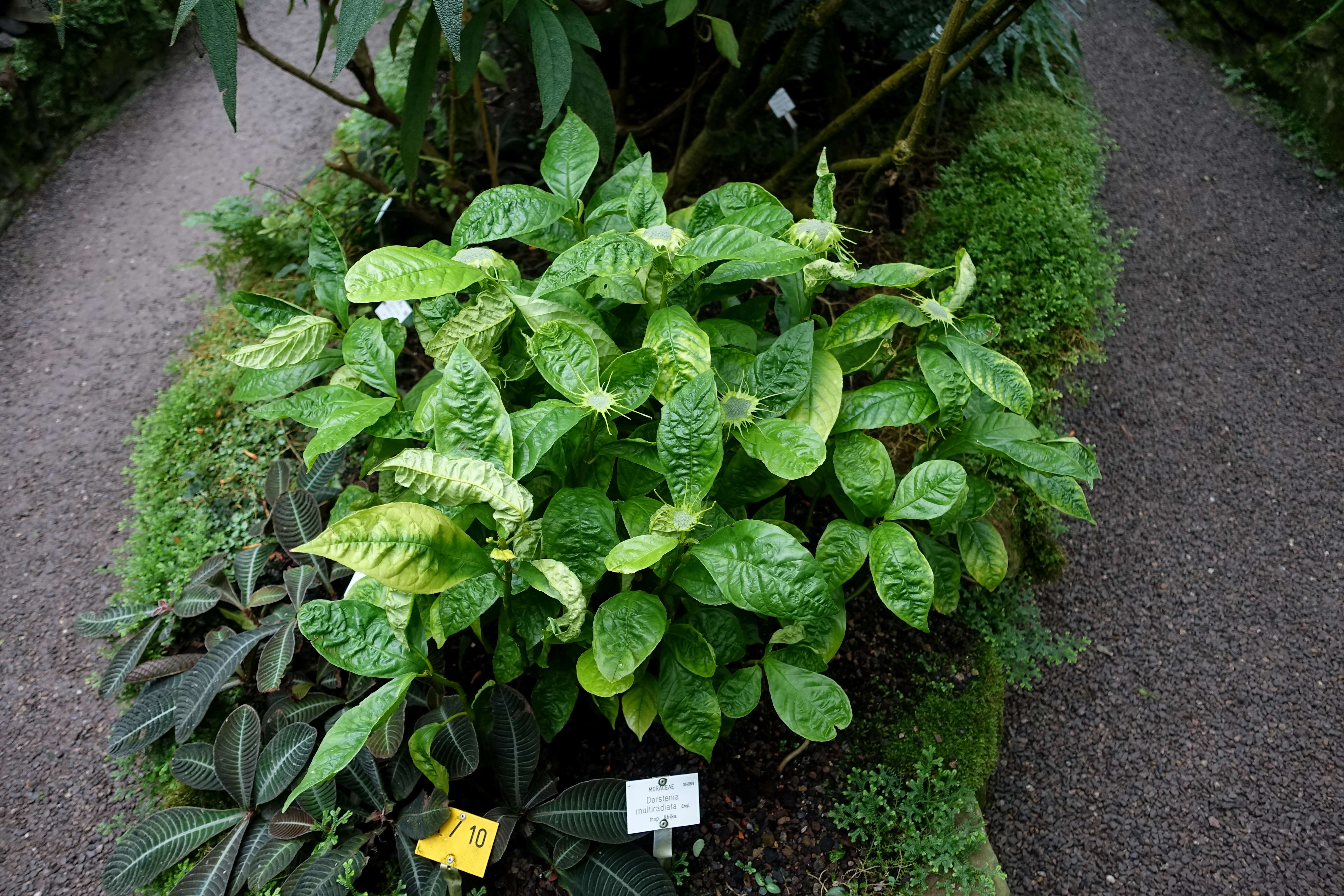 Image of Dorstenia barteri Bur.