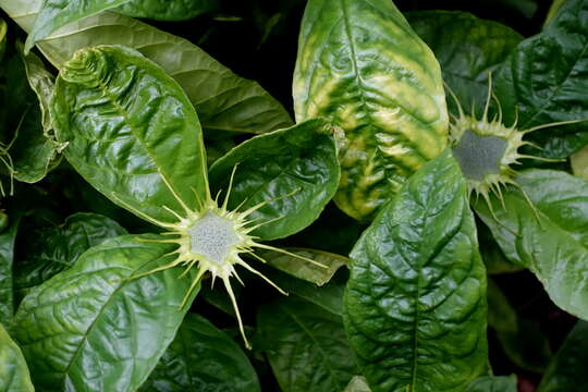 Image of Dorstenia barteri Bur.