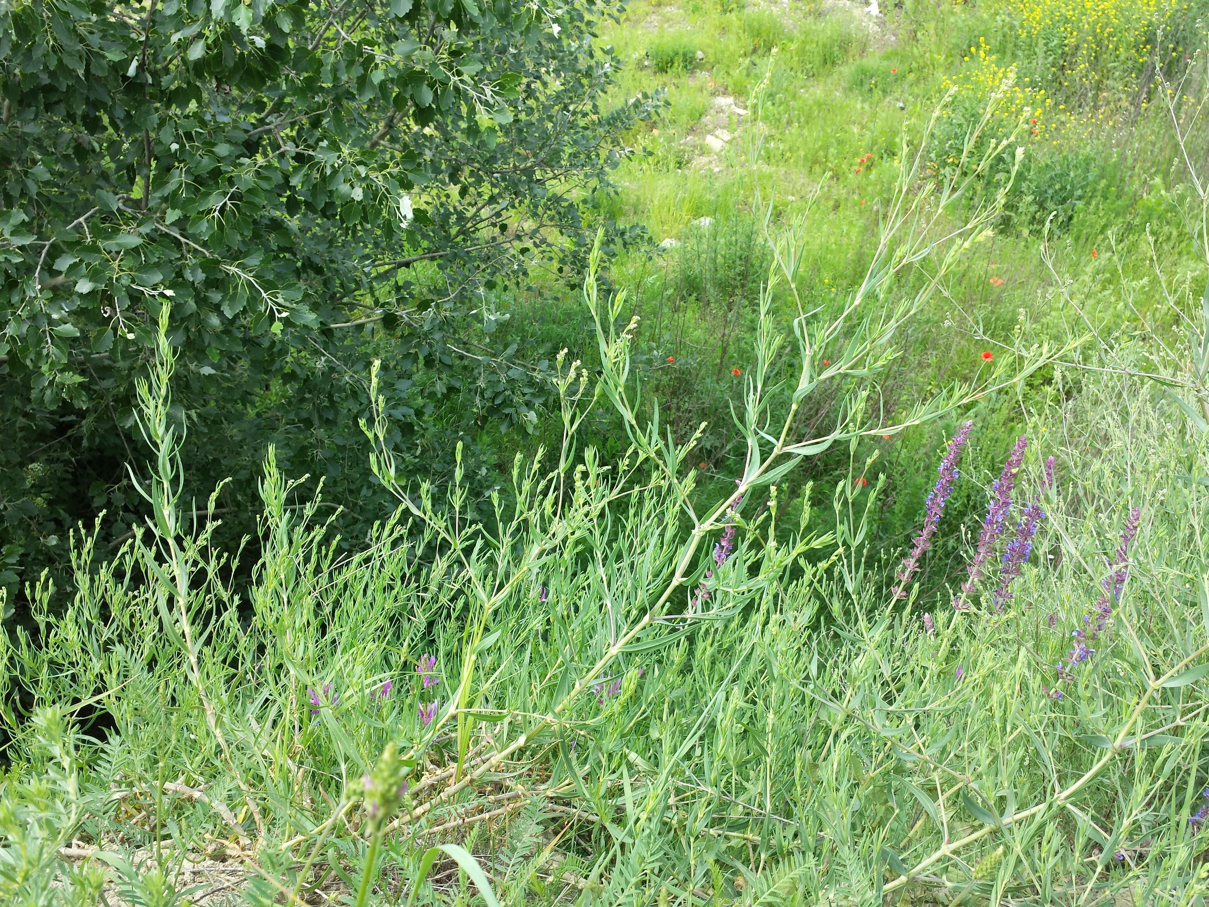 Image de Gypsophila paniculata L.