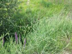 Image de Gypsophila paniculata L.