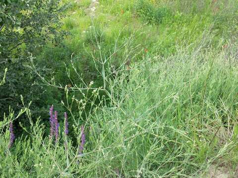 Image de Gypsophila paniculata L.