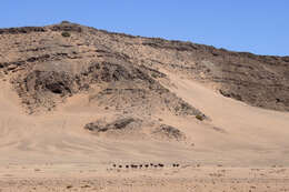 Image of ostriches