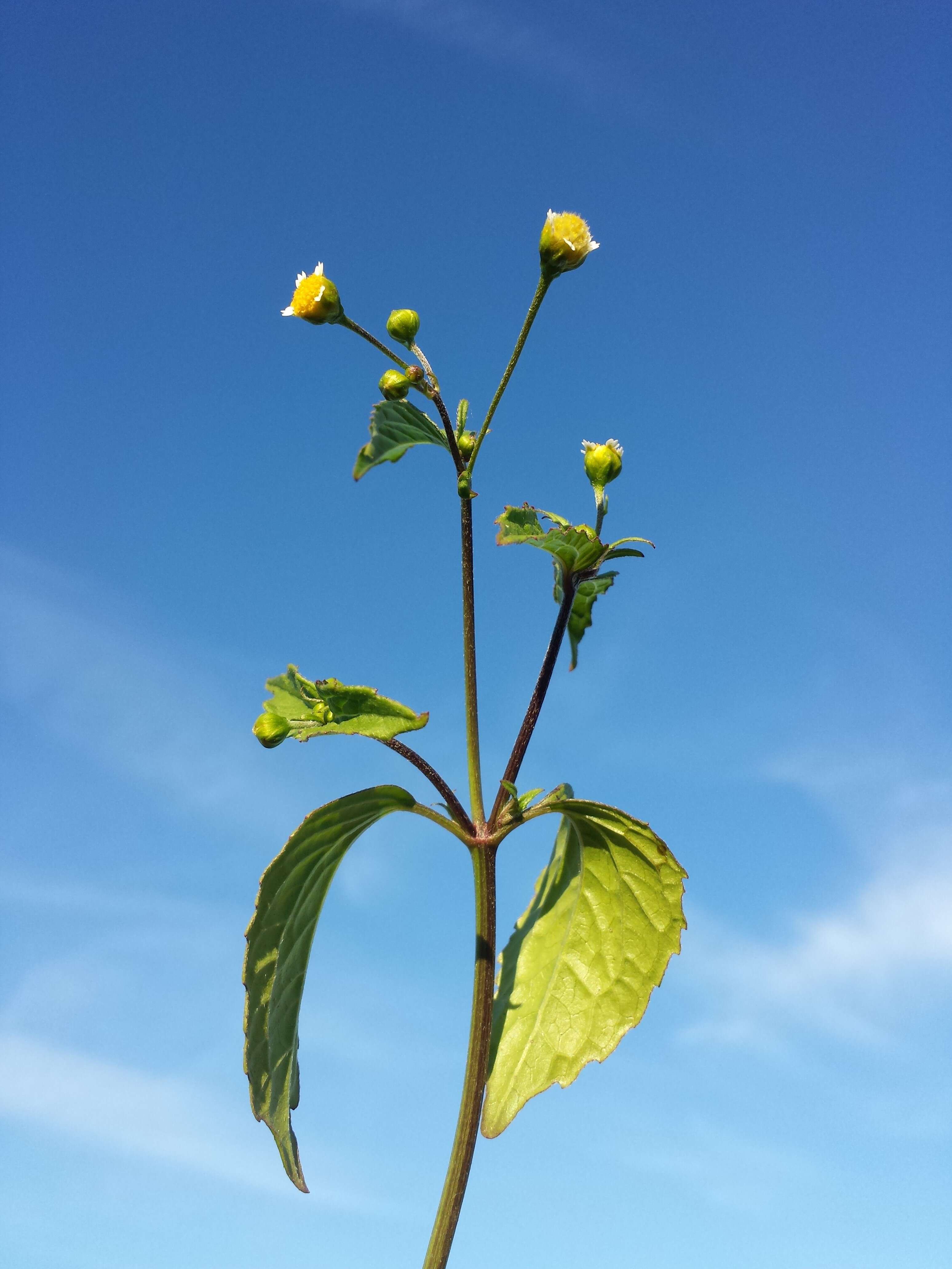 Galinsoga parviflora Cav. resmi