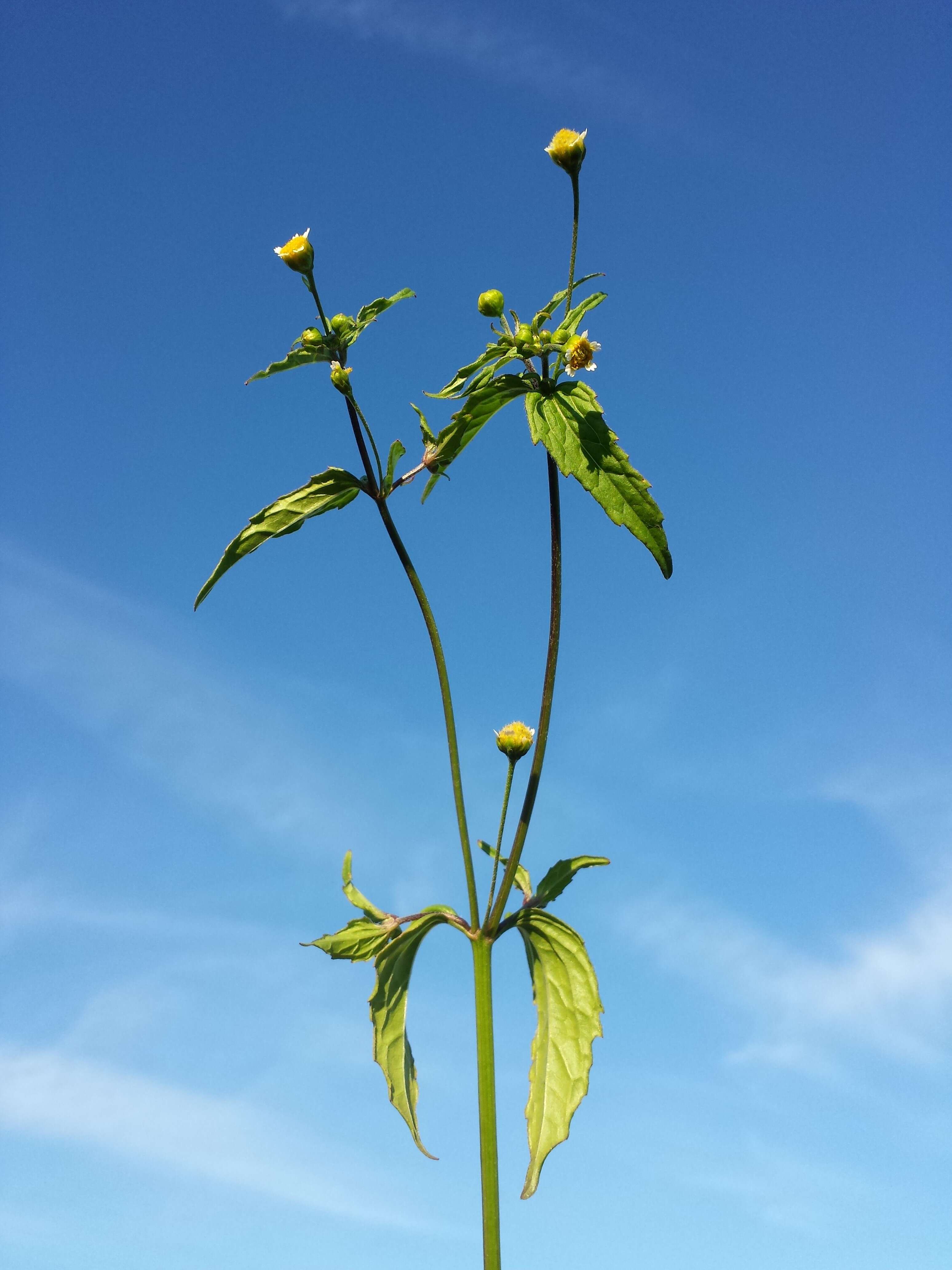 Galinsoga parviflora Cav. resmi