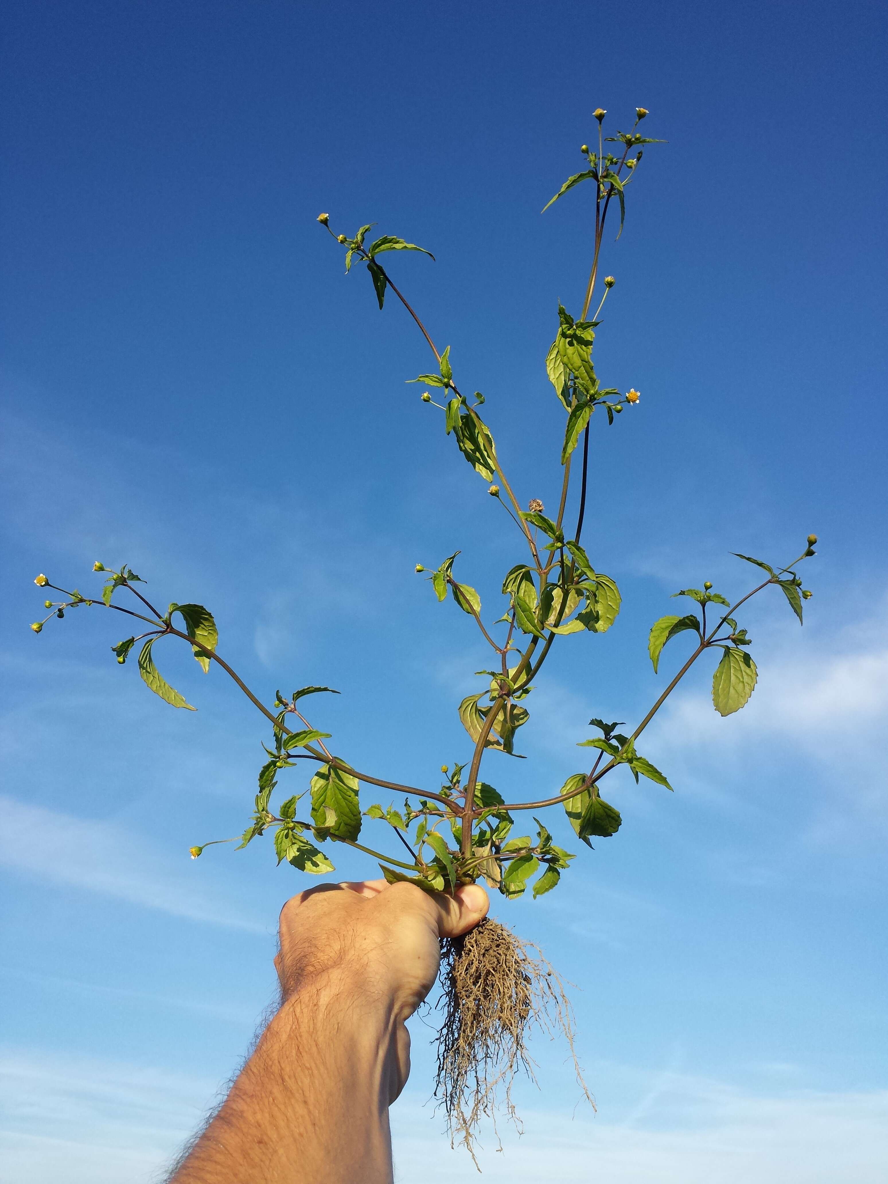 Galinsoga parviflora Cav. resmi