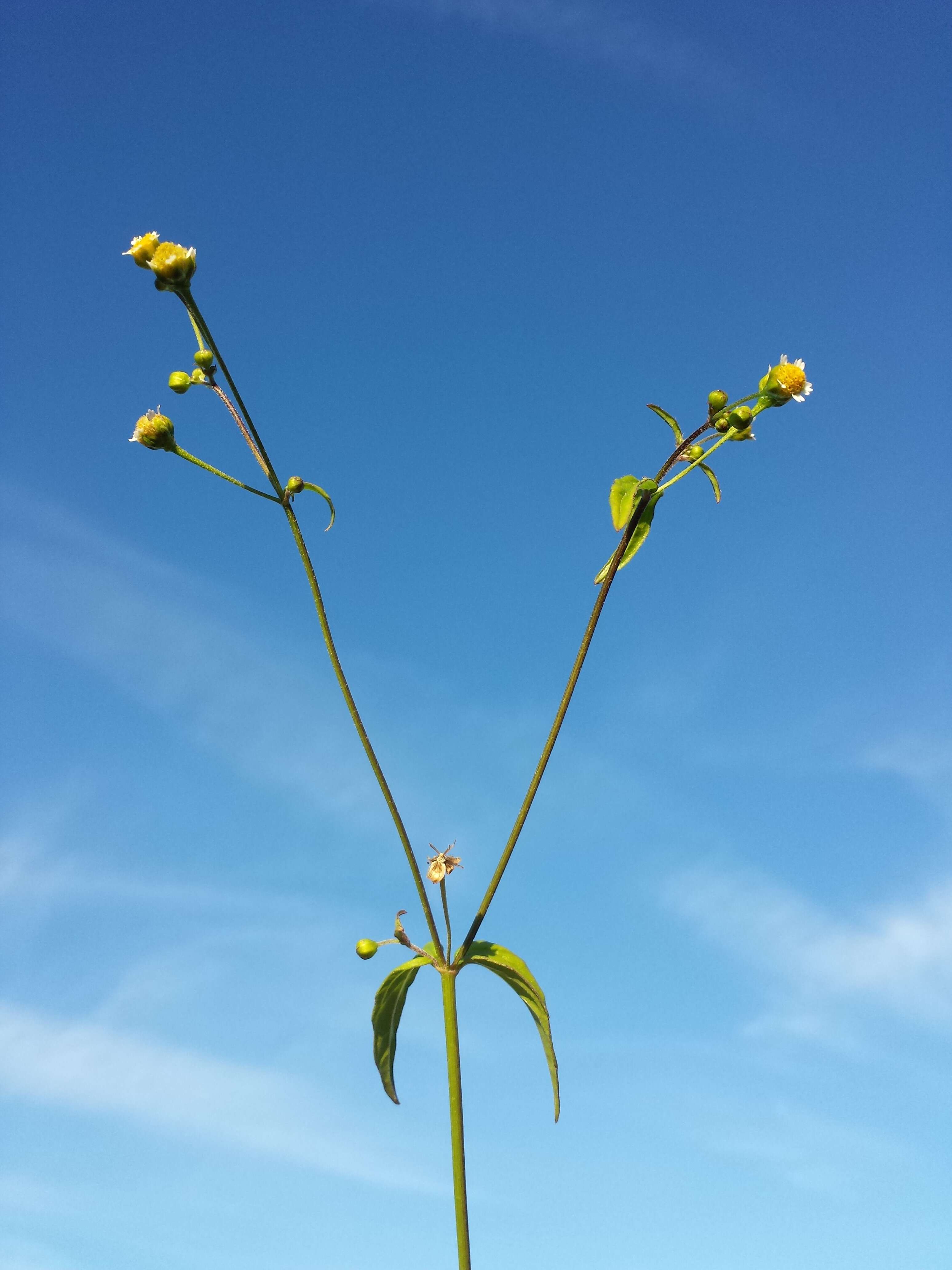 Galinsoga parviflora Cav. resmi