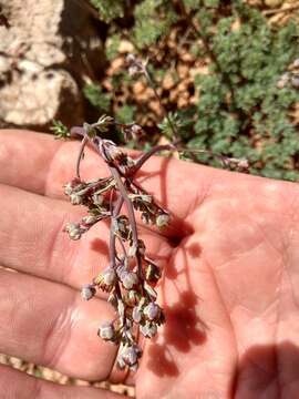 Image of Thalictrum isopyroides C. A. Mey.