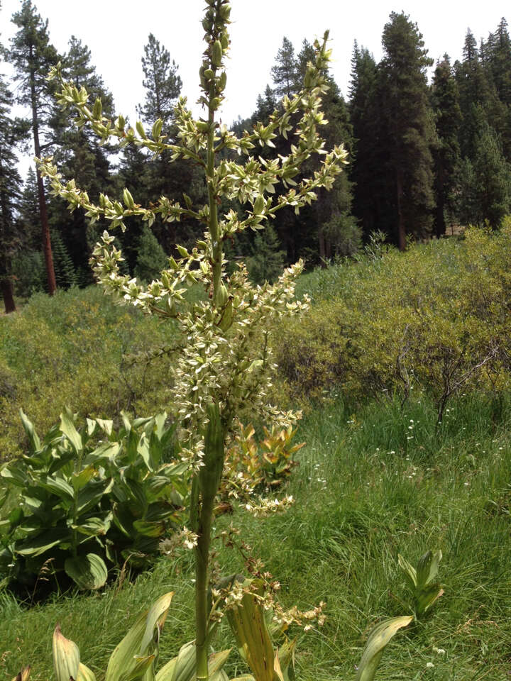 Image de Veratrum californicum var. californicum