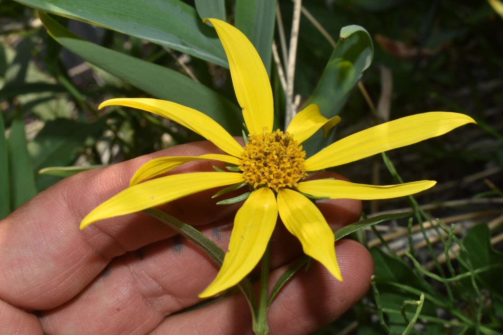 Sivun Helianthus nuttallii Torr. & A. Gray kuva