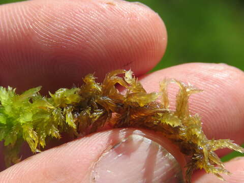 Image of water sphagnum