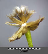 Image of Smooth peruvian daisy