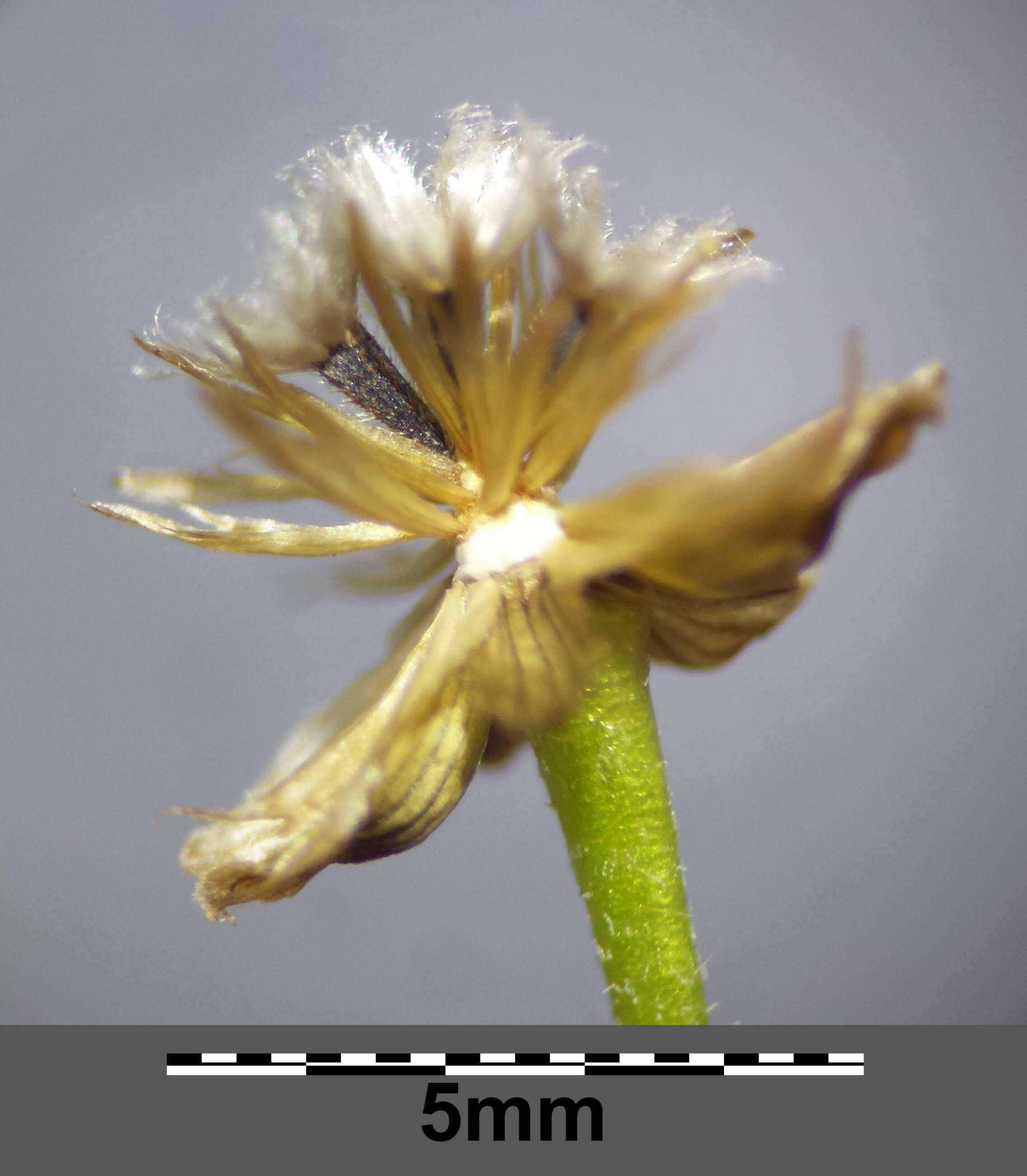 Image of Smooth peruvian daisy