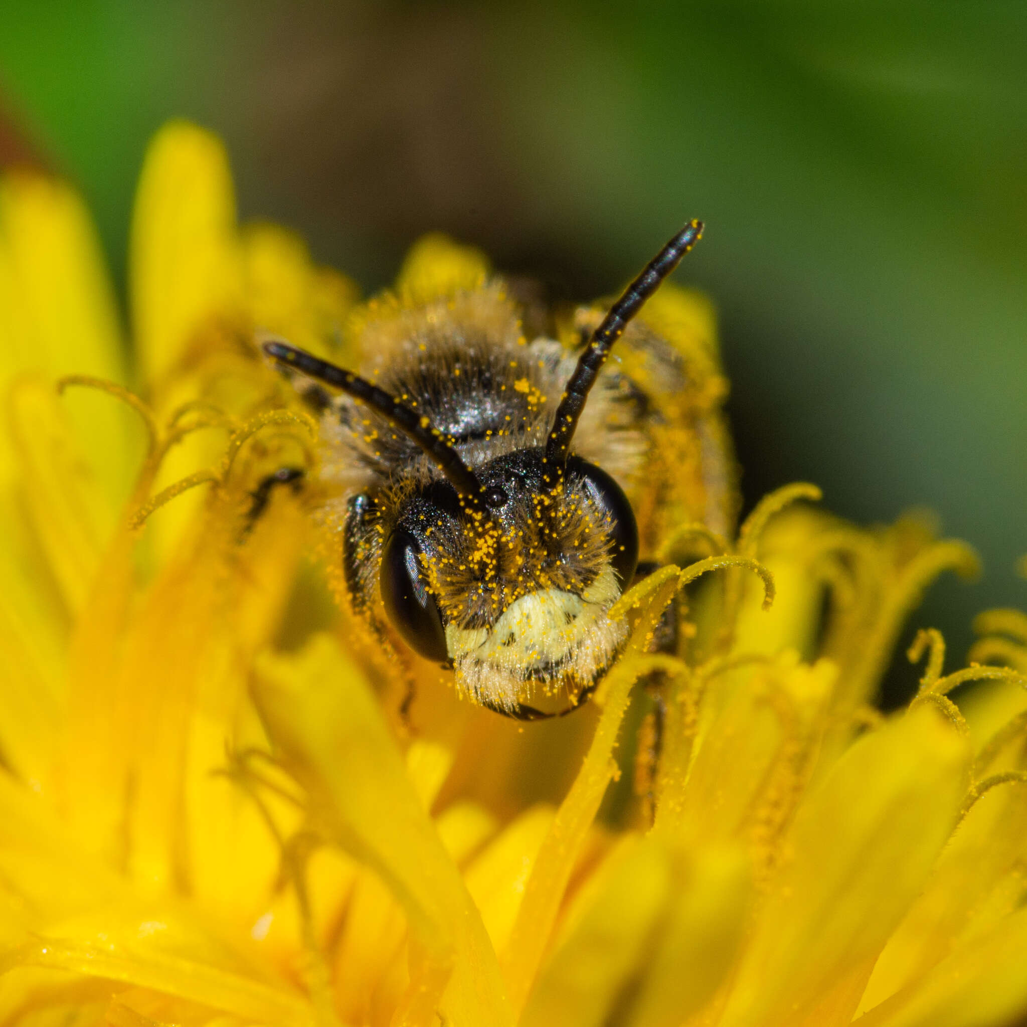 Image of Cresson's Andrena