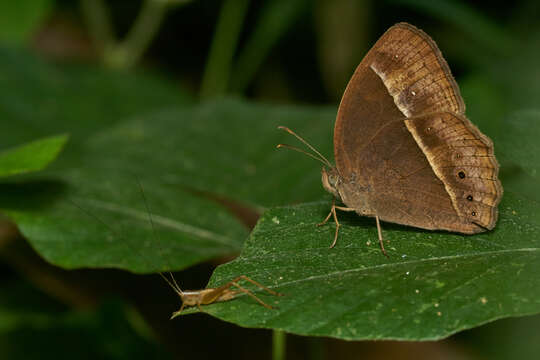 Imagem de Mycalesis mineus Linnaeus 1858