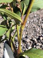 صورة Persicaria careyi (Olney) Greene