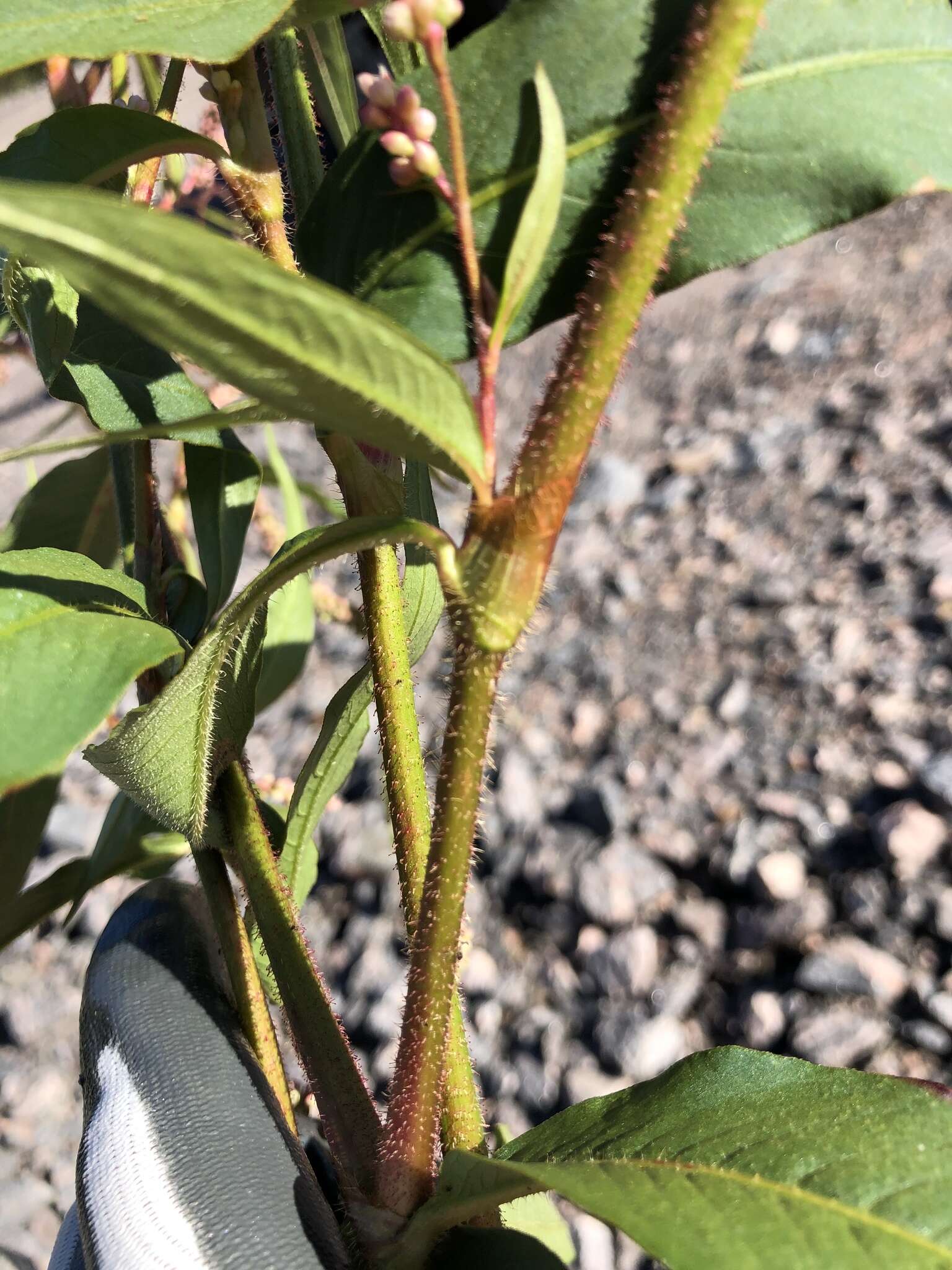 Plancia ëd Persicaria careyi (Olney) Greene