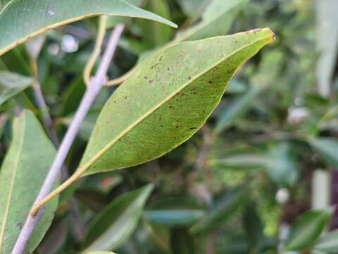 Image of Syzygium formosanum (Hayata) Mori