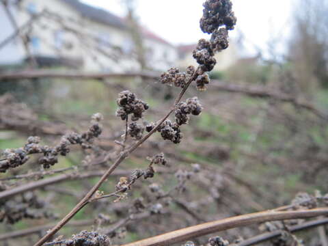 Imagem de Chenopodium album L.