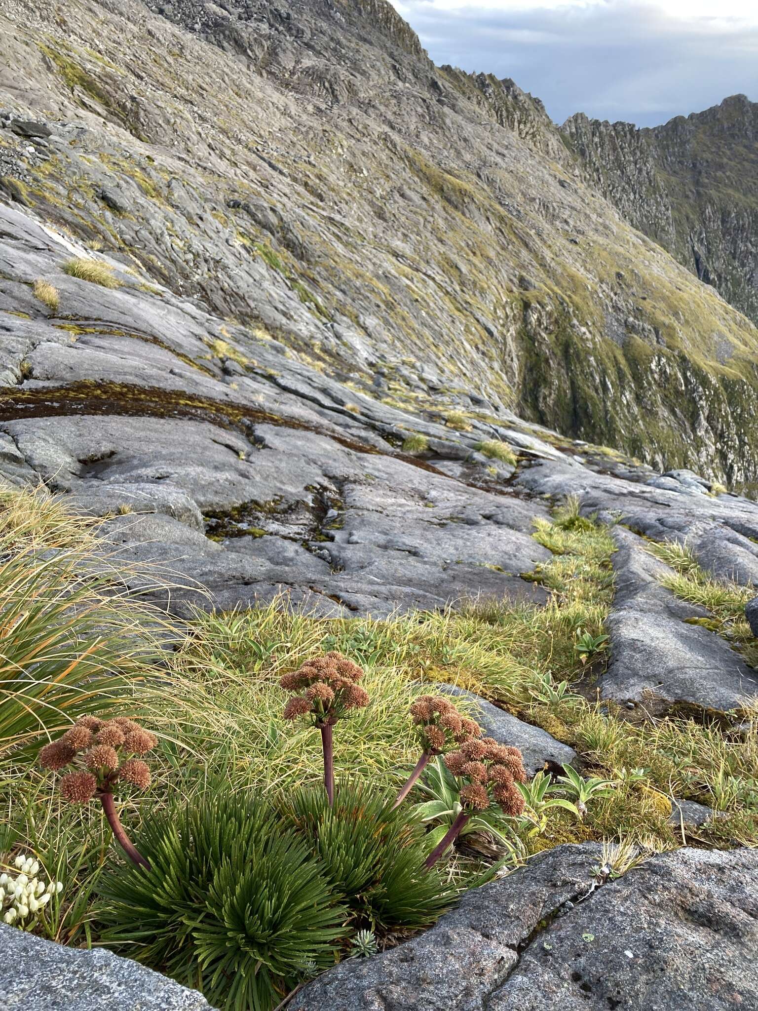 Image of Aciphylla congesta Cheeseman