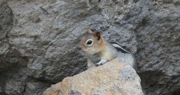 Image of Sierra Golden-mantled Ground Squirrel