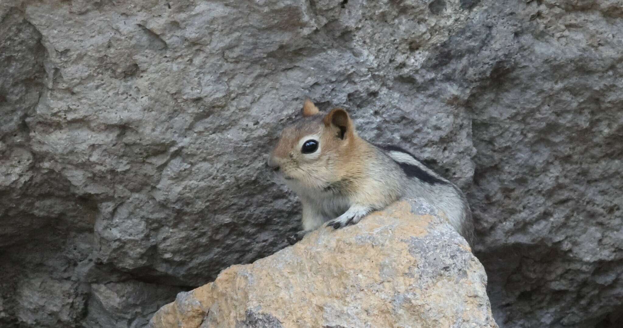 Callospermophilus lateralis chrysodeirus (Merriam 1890) resmi