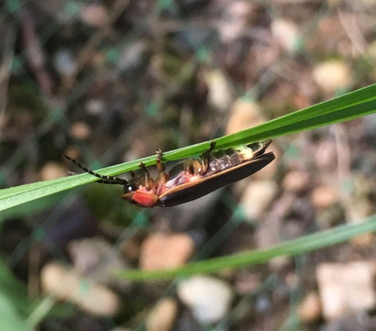 Слика од Photinus pyralis (Linnaeus 1767)