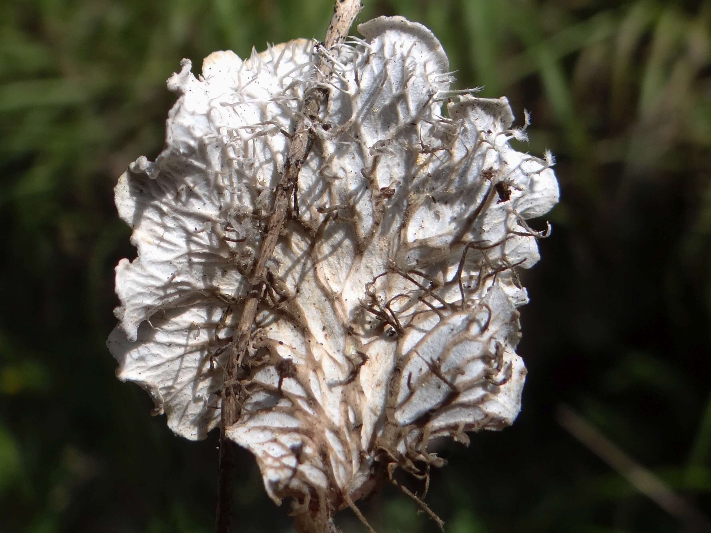 Image of membraneous felt lichen