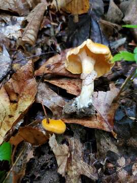 Image of Cantharellus flavolateritius Buyck & V. Hofst. 2016