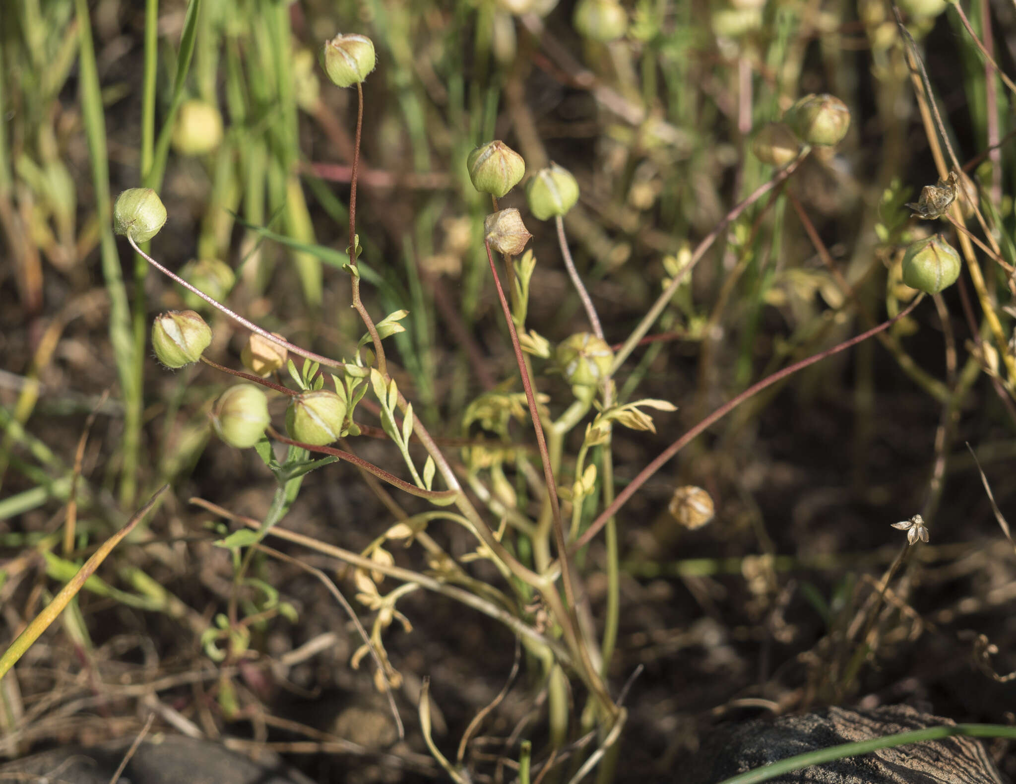 Image of Butte County meadowfoam