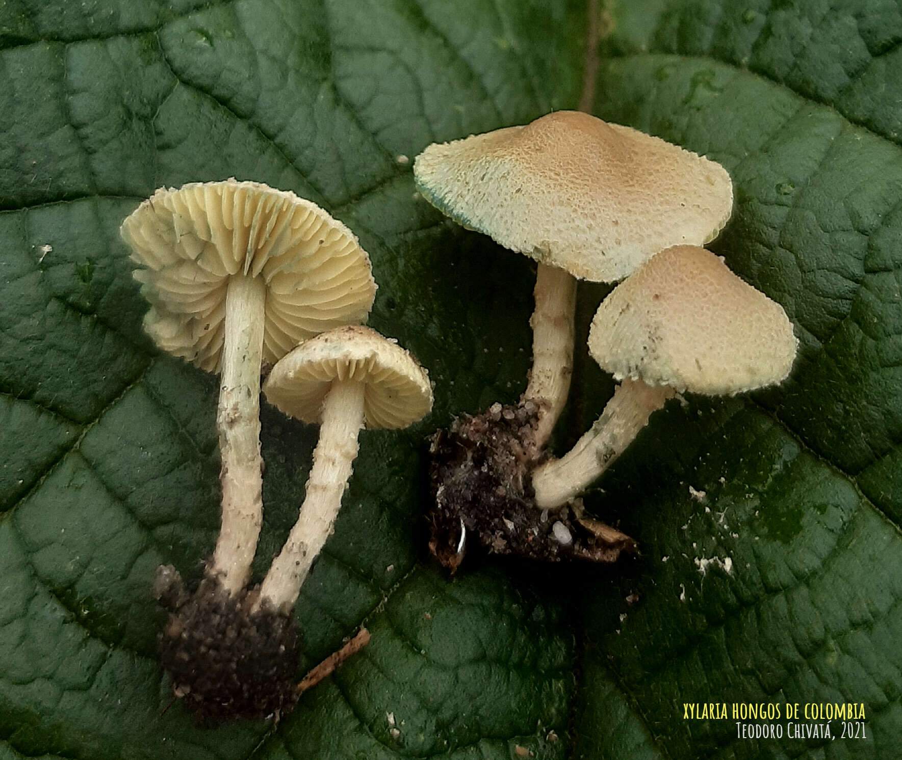 Image of Lepiota trichroma Montoya & Bandala 2006