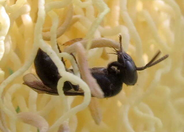 Imagem de Hylaeus difficilis (Perkins 1899)