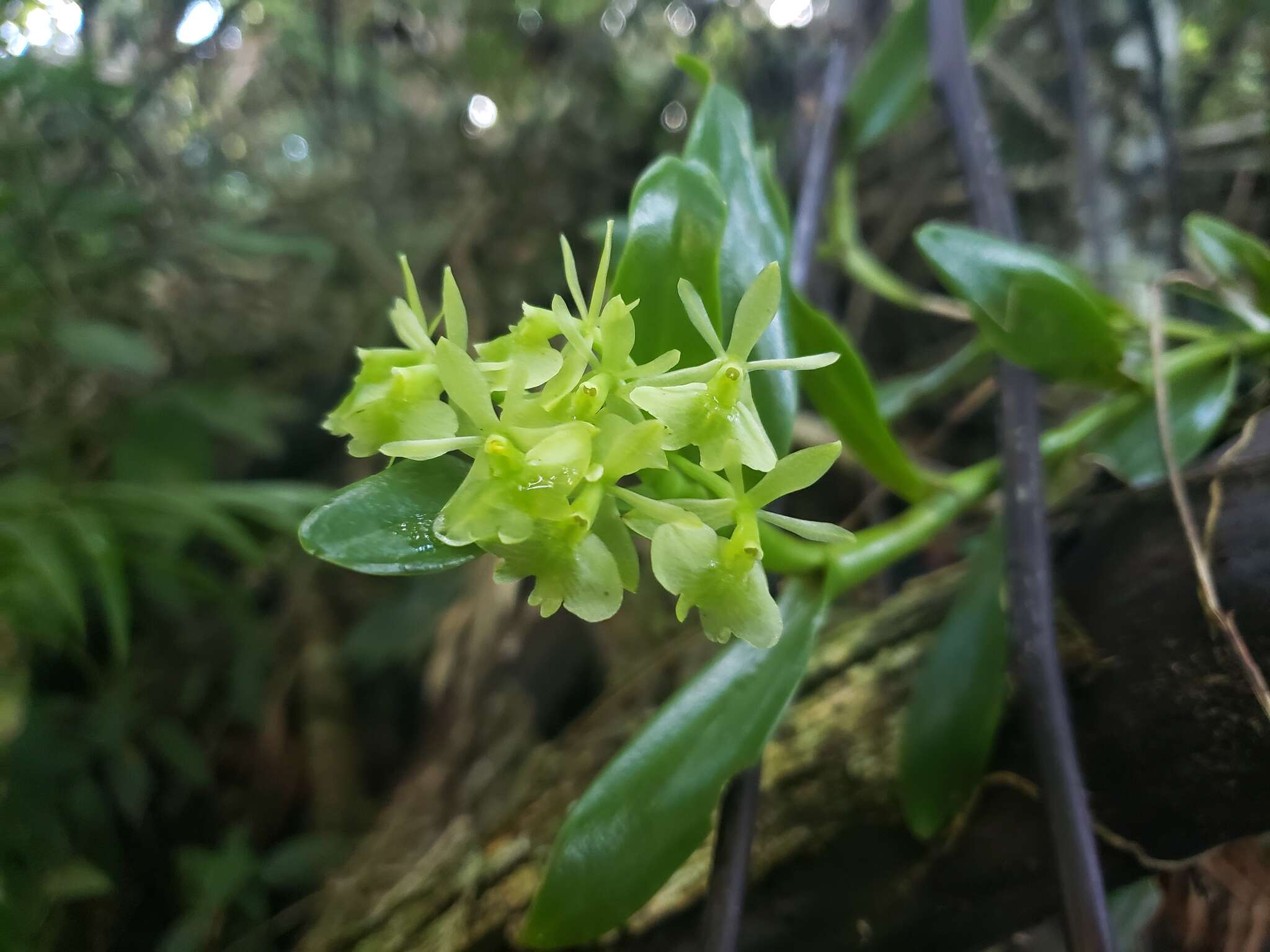 Image of fleshy star orchid