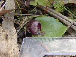 Image of Slaty helmet orchid