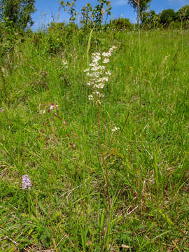 Image of dropwort