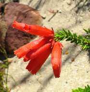 Imagem de <i>Erica <i>cerinthoides</i></i> subsp. cerinthoides