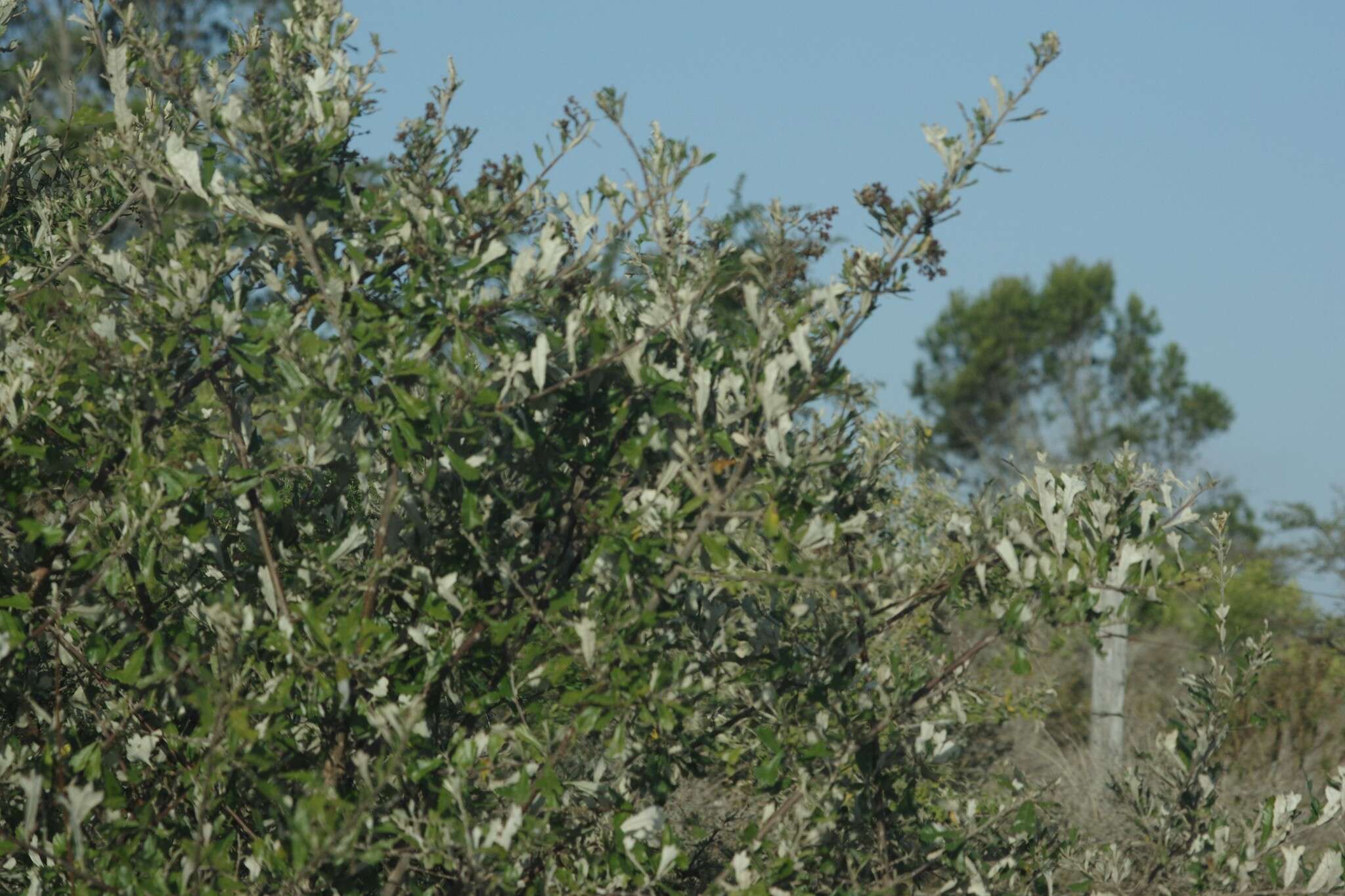 Image of Brachylaena elliptica (Thunb.) Less.