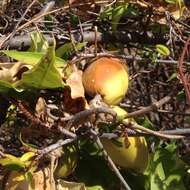 Image of Marsdenia edulis S. Wats.