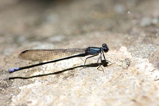 Image of Argia sordida Hagen ex Selys 1865